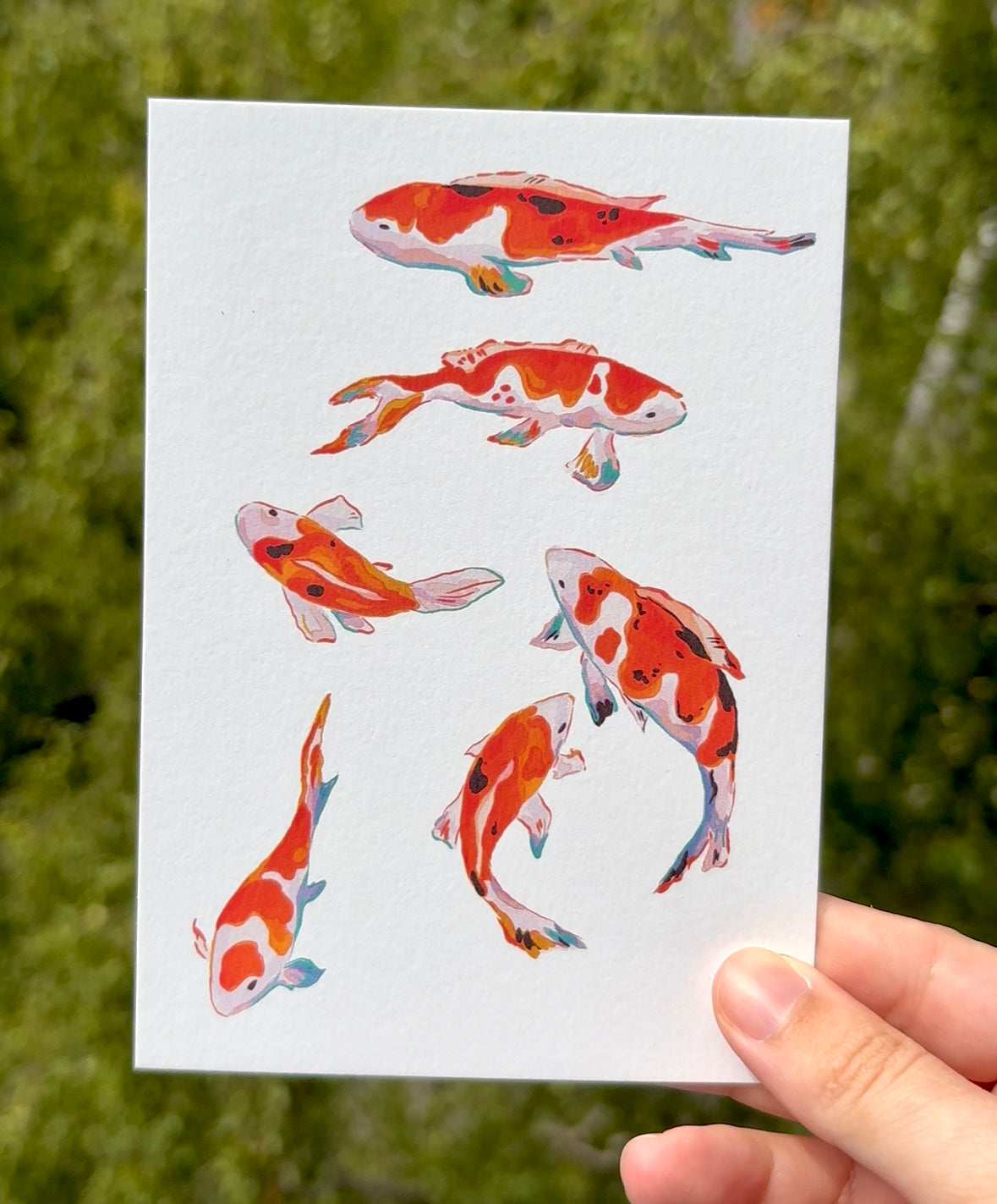 Koi Fish